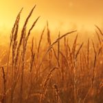 上顎洞がんについて〜癌体験談〜