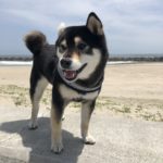 保護犬をすすめる理由「保護犬のメリット・デメリット」