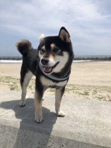 保護犬をすすめる理由「保護犬のメリット・デメリット」