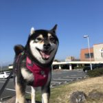 柴犬のハーネス　絶対に抜けないアイテムを紹介