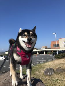 柴犬のハーネス　絶対に抜けないアイテムを紹介