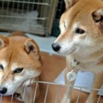 保護犬の多頭飼いのメリット・デメリット「経験者の感想」