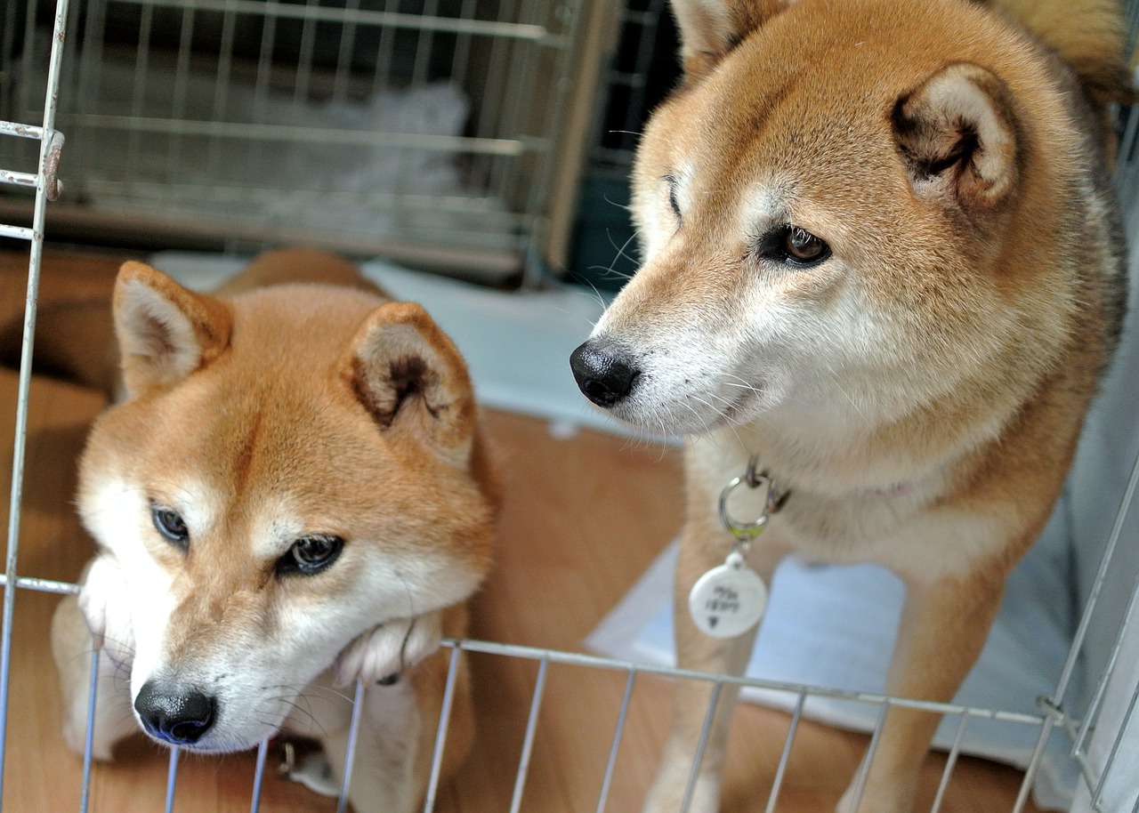 保護犬の多頭飼いのメリット・デメリット「経験者の感想」